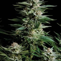 Trikoma Seeds - Patagonia (Feminized)