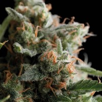 Trikoma Seeds - Satan’s Bride (Feminized)