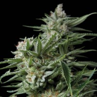 Trikoma Seeds - Sweet Madness (Feminized)