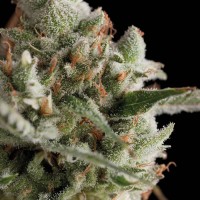 Trikoma Seeds - Total Cheese (Feminized)