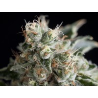 Trikoma Seeds - Wendy (Feminized)