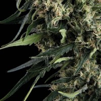 Trikoma Seeds - Northern Lights (Autoflowering) Trikoma Seeds - Northern Lights (Autoflowering)