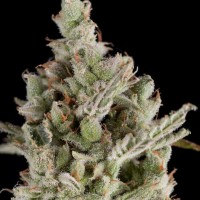 Trikoma Seeds - Sweet Madness (Autoflowering) Trikoma Seeds - Sweet Madness (Autoflowering)