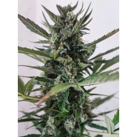 Nuka Seeds - Baba Yaga (Autoflowering) Nuka Seeds - Baba Yaga (Autoflowering)
