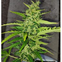 Nuka Seeds - Banshee (Autoflowering) Nuka Seeds - Banshee (Autoflowering)