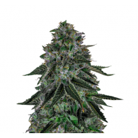 STIP Seeds - Ak 47 (Autoflowering) STIP Seeds - Ak 47 (Autoflowering)