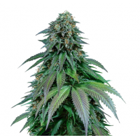 STIP Seeds - Moby Dick (Feminized) STIP Seeds - Moby Dick (Feminized)
