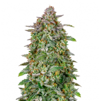 STIP Seeds - Forbidden Fruit (USA) (Feminized) STIP Seeds - Forbidden Fruit (USA) (Feminized)
