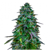STIP Seeds - Platinum Cookies (USA) (Feminized) STIP Seeds - Platinum Cookies (USA) (Feminized)