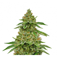 STIP Seeds - Skywalker OG (USA) (Feminized) STIP Seeds - Skywalker OG (USA) (Feminized)