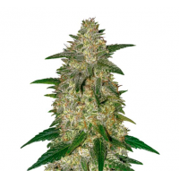 STIP Seeds - Gelato (Autoflowering) STIP Seeds - Gelato (Autoflowering)