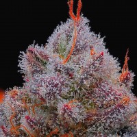 R-Kiem Seeds - El Xupet Negre (Feminized) R-Kiem Seeds - El Xupet Negre (Feminized)