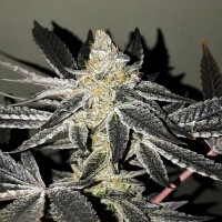 R-Kiem Seeds - 2y2 (Feminized) R-Kiem Seeds - 2y2 (Feminized)