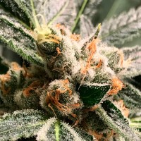 R-Kiem Seeds - Dark Kush (Autoflowering) R-Kiem Seeds - Dark Kush (Autoflowering)