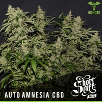 Shortstuff Seeds - Amnesia CBD (Autoflowering) Shortstuff Seeds - Amnesia CBD (Autoflowering)