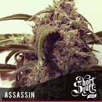 Shortstuff Seeds - Assasin (Autoflowering) Shortstuff Seeds - Assasin (Autoflowering)