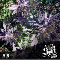 Shortstuff Seeds - MI-5. (Autoflowering) Shortstuff Seeds - MI-5. (Autoflowering)