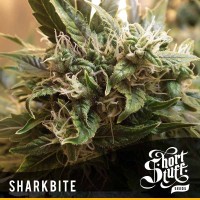 Shortstuff Seeds - SharkBite (Autoflowering) Shortstuff Seeds - SharkBite (Autoflowering)