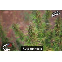 US SkunkX - AMNESIA (Autoflowering) US SkunkX - AMNESIA (Autoflowering)