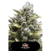 US SkunkX - OG KUSH (Autoflowering) US SkunkX - OG KUSH (Autoflowering)
