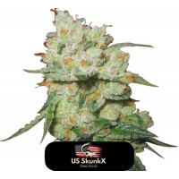US SkunkX - OG KUSH FAST (Feminized) US SkunkX - OG KUSH FAST (Feminized)