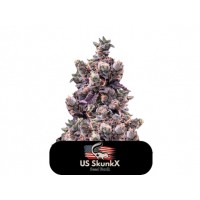 US SkunkX - GELATO CAKE (Feminized) US SkunkX - GELATO CAKE (Feminized)