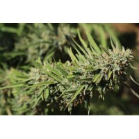 US SkunkX - OG ROCK (Feminized) US SkunkX - OG ROCK (Feminized)