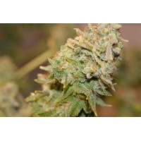 US SkunkX - SKUNK (Feminized) US SkunkX - SKUNK (Feminized)