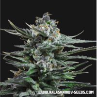 Kalashnikov Seeds - Blue Acid (Autoflowering) Kalashnikov Seeds - Blue Acid (Autoflowering)