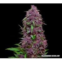 Kalashnikov Seeds - Purple Mazar (Autoflowering) Kalashnikov Seeds - Purple Mazar (Autoflowering)