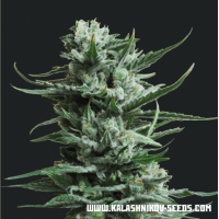 Kalashnikov Seeds - Siberian Haze (Autoflowering) Kalashnikov Seeds - Siberian Haze (Autoflowering)