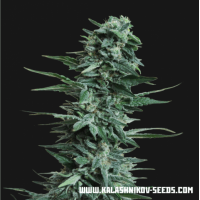 Kalashnikov Seeds - Kuban Killer aka Kubansky Ubijza (Feminized) Kalashnikov Seeds - Kuban Killer aka Kubansky Ubijza (Feminized)