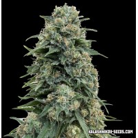 Kalashnikov Seeds - Partizan (Feminized) Kalashnikov Seeds - Partizan (Feminized)