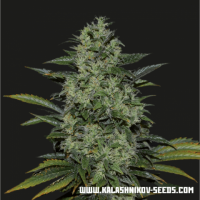 Kalashnikov Seeds - Power Russian (Feminized) Kalashnikov Seeds - Power Russian (Feminized)