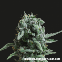 Kalashnikov Seeds - White Widow 47 (Feminized) Kalashnikov Seeds - White Widow 47 (Feminized)