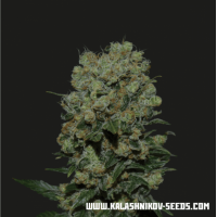 Kalashnikov Seeds - Kalashnikov Express (Feminized) Kalashnikov Seeds - Kalashnikov Express (Feminized)