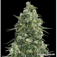 Kalashnikov Seeds - Partizan Express (Feminized) Kalashnikov Seeds - Partizan Express (Feminized)