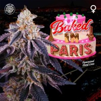 Perfect Tree - Baked in Paris (Feminized) Perfect Tree - Baked in Paris (Feminized)