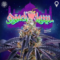 Perfect Tree - Peach Lassi (Feminized) Perfect Tree - Peach Lassi (Feminized)