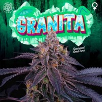 Perfect Tree - Granita (Feminized) Perfect Tree - Granita (Feminized)