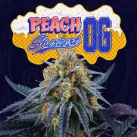 Perfect Tree - Peach Sherbert OG (Feminized) Perfect Tree - Peach Sherbert OG (Feminized)