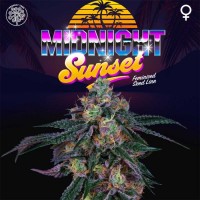 Perfect Tree - Midnight Sunset (Feminized) Perfect Tree - Midnight Sunset (Feminized)