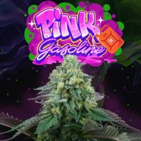Perfect Tree - Pink Gasoline (Feminized) Perfect Tree - Pink Gasoline (Feminized)