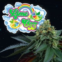 Perfect Tree - Lime OZZ (Feminized) Perfect Tree - Lime OZZ (Feminized)