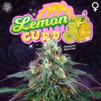 Perfect Tree - Lemon Curd (Feminized) Perfect Tree - Lemon Curd (Feminized)