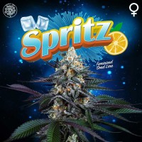 Perfect Tree - Spritz (Feminized) Perfect Tree - Spritz (Feminized)