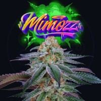 Perfect Tree - Mimozz (Feminized) Perfect Tree - Mimozz (Feminized)