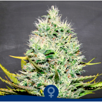 La Semilla - Amnesia Hot (Feminized) La Semilla - Amnesia Hot (Feminized)