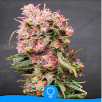 La Semilla - Bebé (Autoflowering) La Semilla - Bebé (Autoflowering)