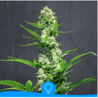 La Semilla - Clementine (Autoflowering) La Semilla - Clementine (Autoflowering)